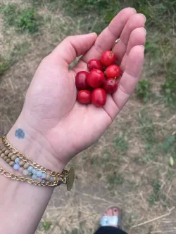 Foto: Eine Hand mit Früchten aus Armenien.